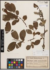 Foto von Salix aurita L. x Salix silesiaca Willd.